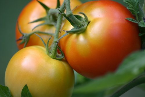 tomatoes-1233052_1920
